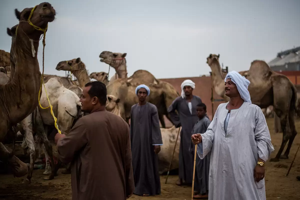 Tour to camel market of birqash